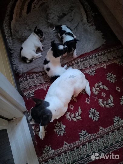 Чихуашки mini