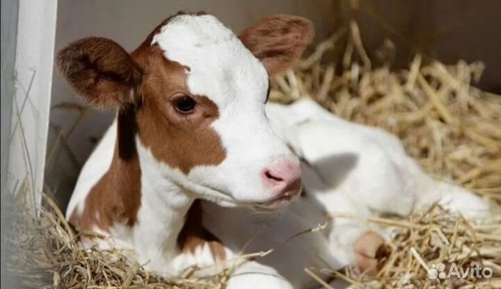 Продам телят