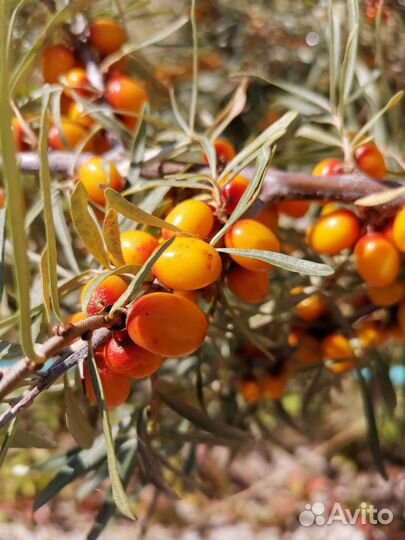 Облепиха саженцы