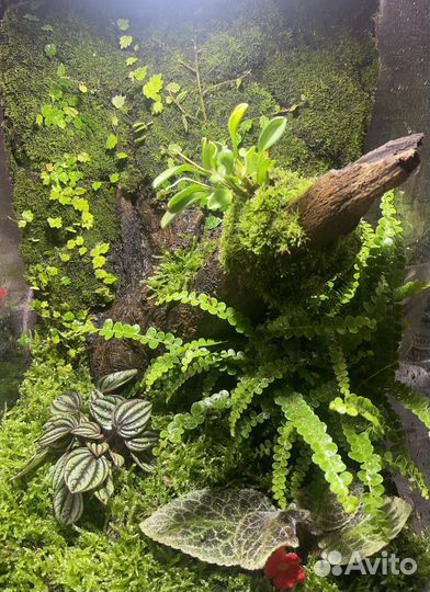 Флорариум,террариум