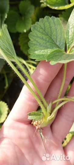 Рассада клубники