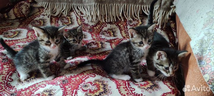 Котята в добрые руки