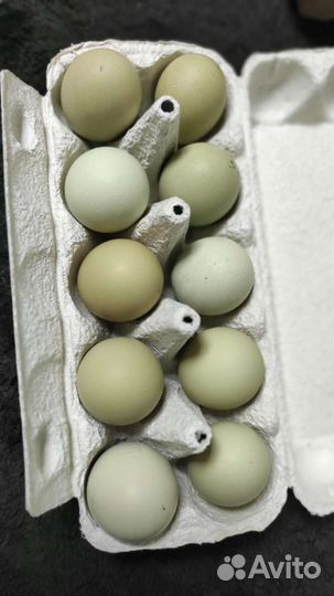 Инкубационные яйца Лакендайзи