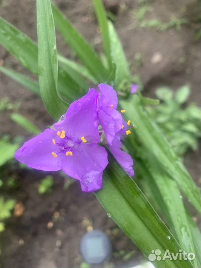 Тимьян Традесканция