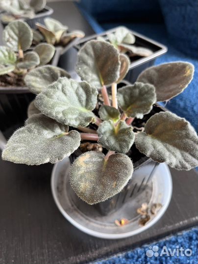 Фиалка розовая. Сенполия розовая. Рассада