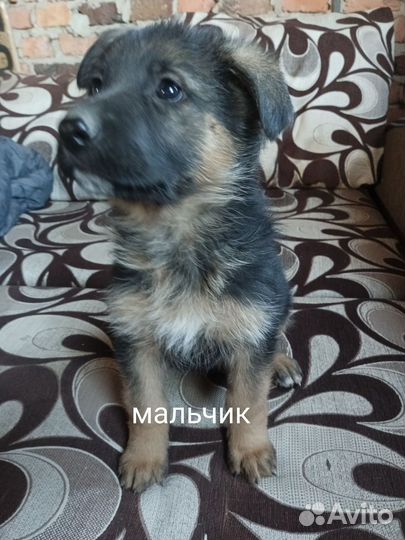 Щенки немецкой овчарки