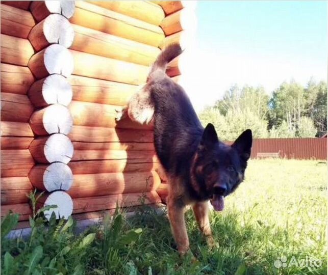 Немецкая овчарка вязка