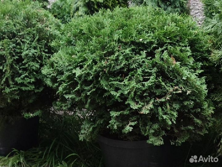 Ель Голубая Крупномер