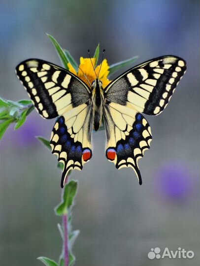 Экзотические бабочки т/б-183