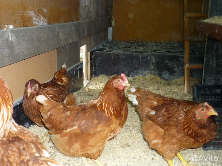 Белоснежные Леггорн с идеальным оперением