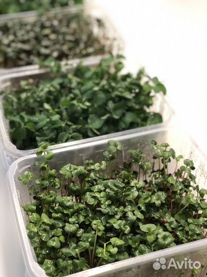 Микро-зелень и пшеница