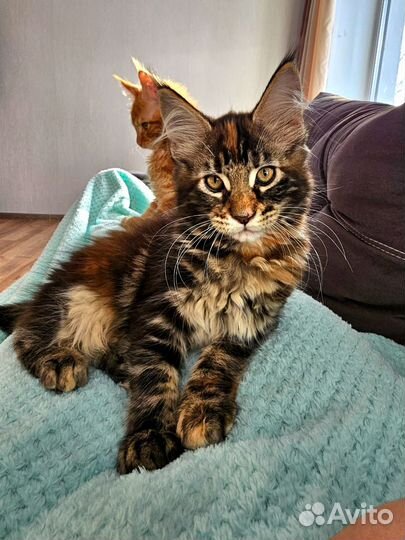 Котята мейн-кун