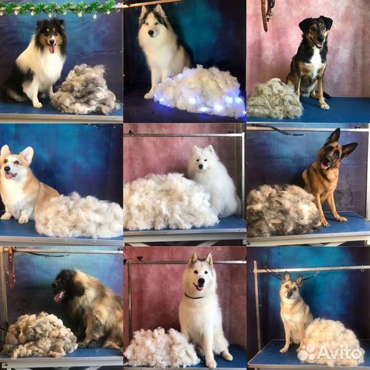 Груминг собак в Чертаново