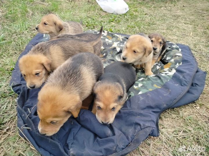 Щенки русской гончей