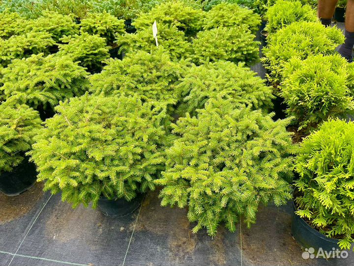 Туя Боулинг Болл,Ель подушка,разные растения
