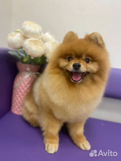 Грумер стрижка собак