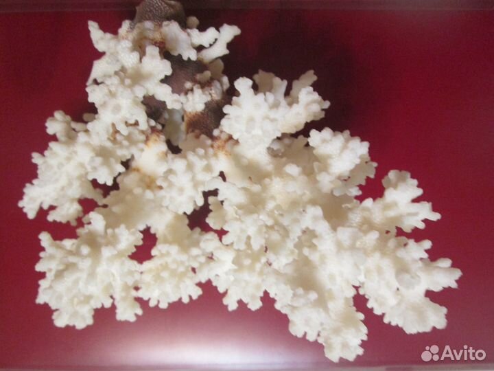 Коралл 15 x 20 см