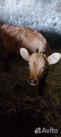 Бычок красногорбатовской породы