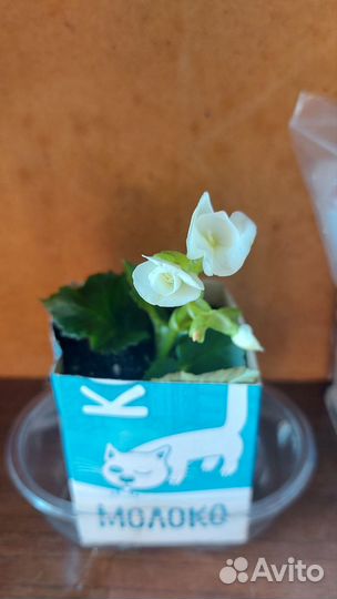 Бегония элатиор