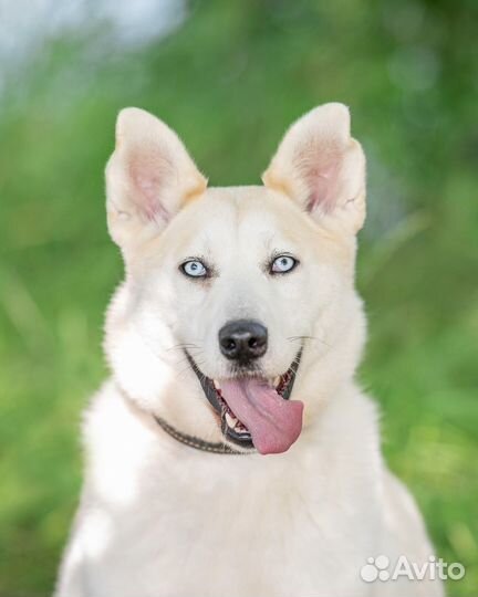 Метис хаски