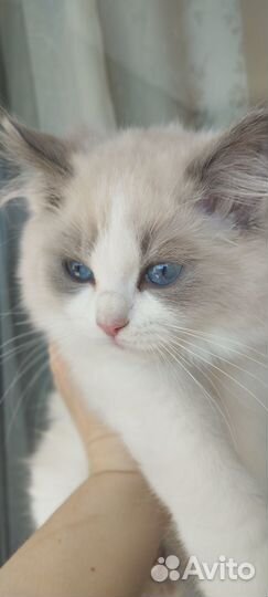 Котята рэгдолл. Последний мальчик (продан)