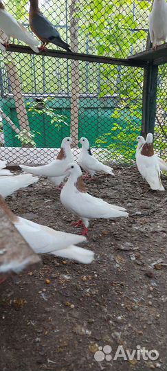 Голуби гривуны пермские