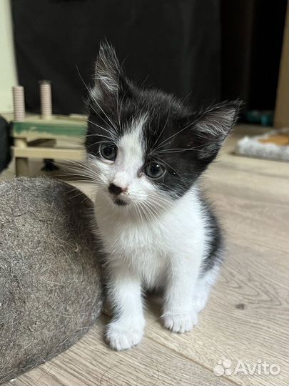 Отдадим котят