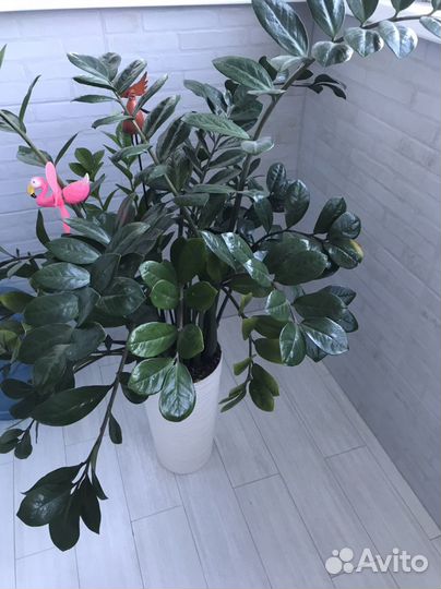 Замиокулькас