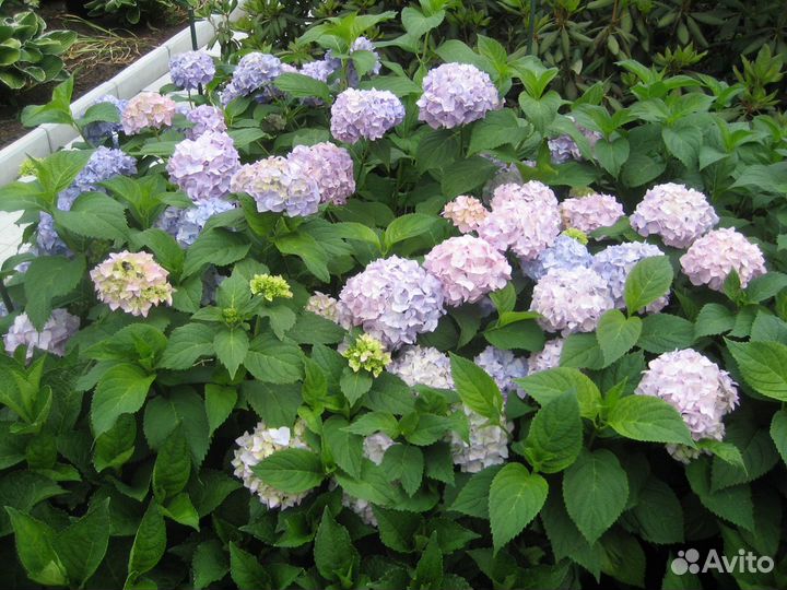 Гортензия крупнолистная