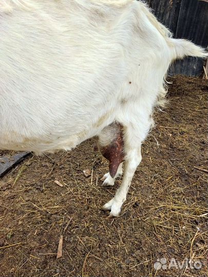 Зааненская дойная коза