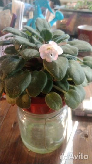 Фиалки трейлеры