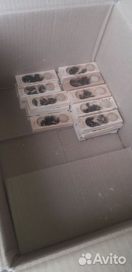 Пчеломатки