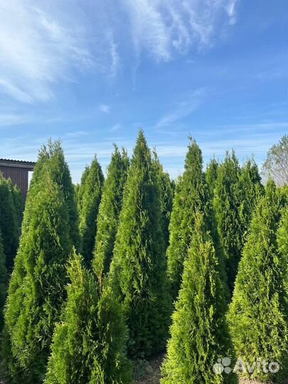 Туя смарагд