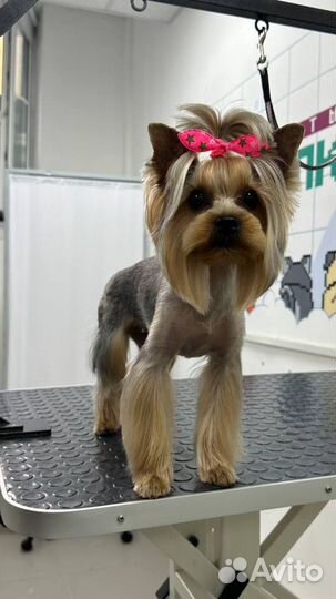 Стрижка собак груминг