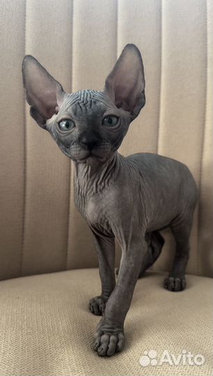 Канадский сфинкс котята