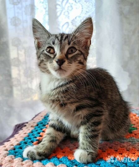 Кошка в дар бесплатно