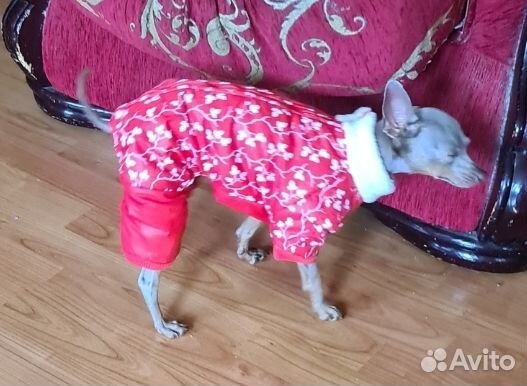 Зимний комбинезон размер s для мини собак