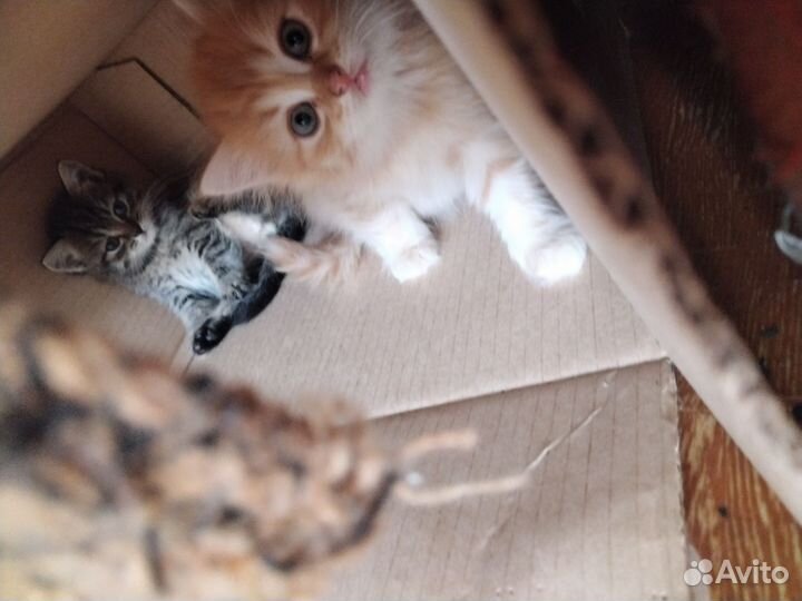 Отдадим котят