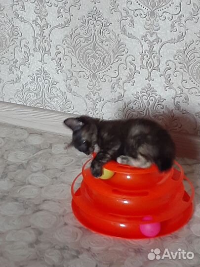 Кошечка в добрые руки