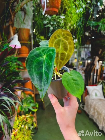 Антуриум форгети