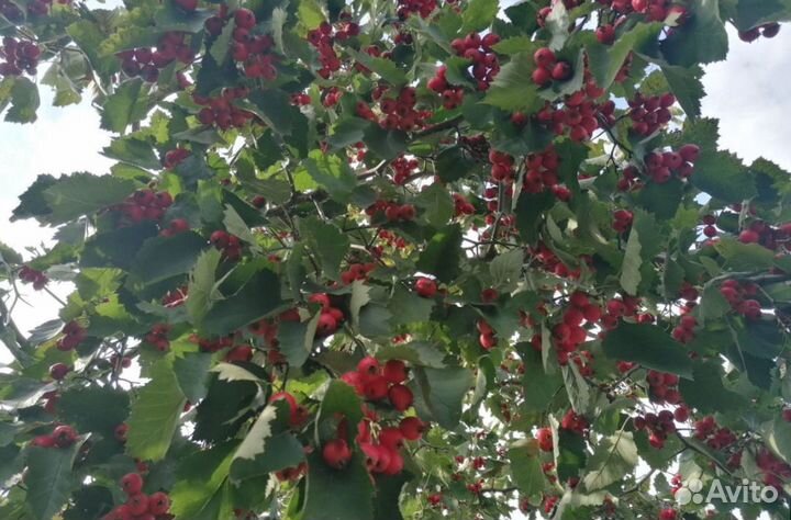 Боярышник плоды