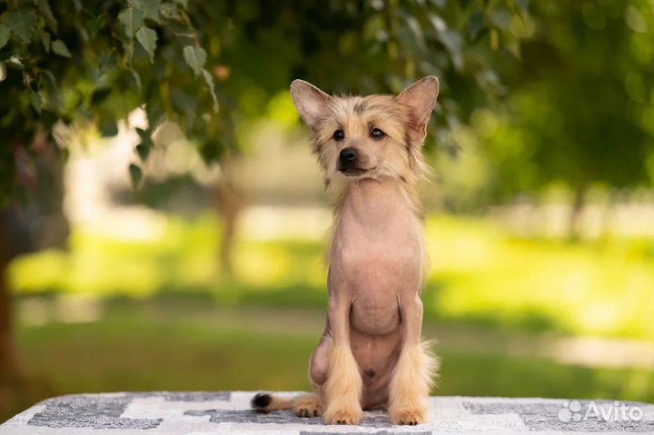 Китайская хохлатая собака мальчик