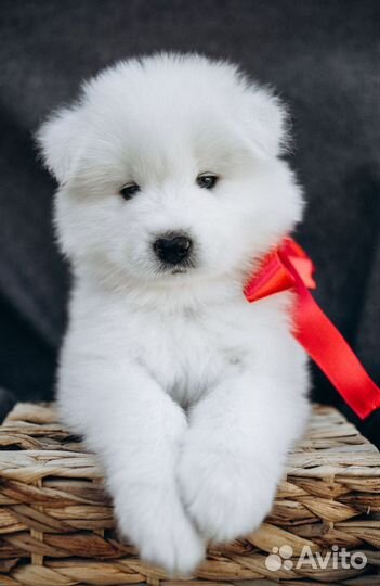 Щенки самоеда