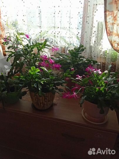 Цветы Шлюнбергер Декабрист