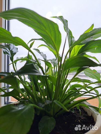 Спатифиллум