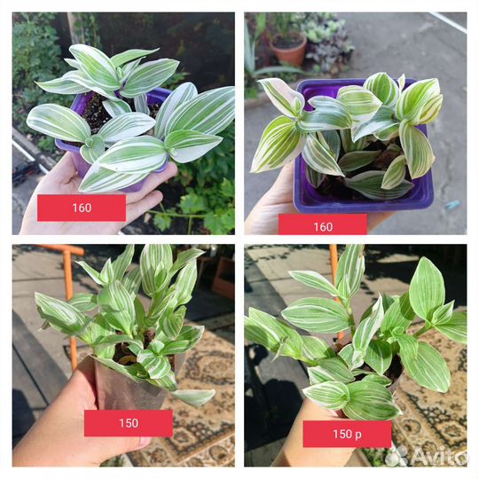 Традесканция