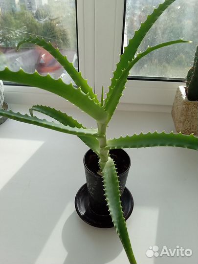 Комнатные цветы