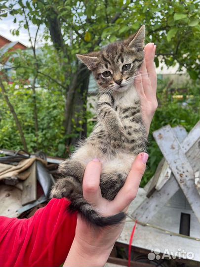 Малыши ищут дом