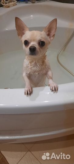 Вязка кобель чихуахуа (случка)