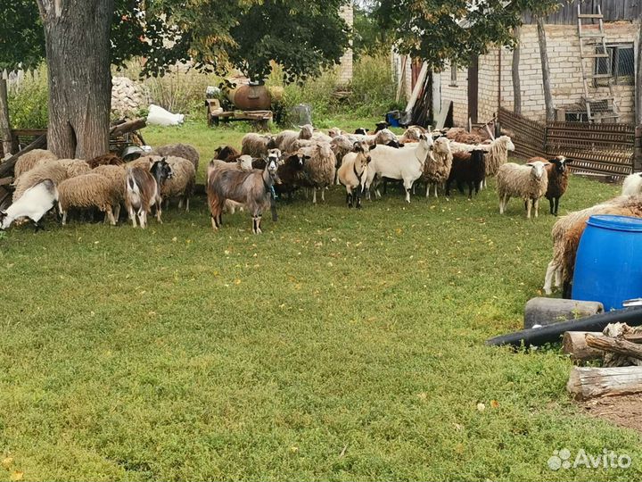 Овцы бараны